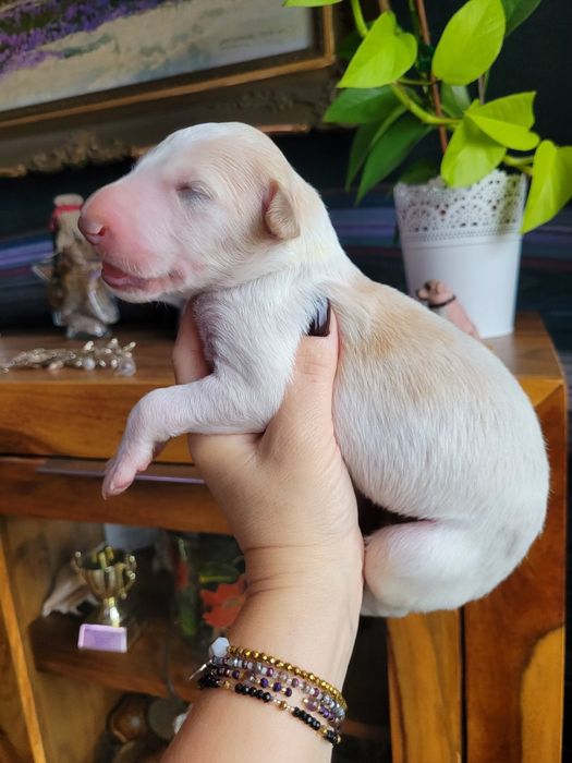 Chart Rosyjski Borzoj suczka