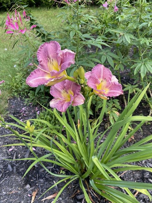 Поділки. Шикарні сорти