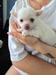 Piesek chihuahua zkwp