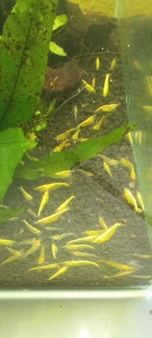 Krewetki neocardina Neon Gelb