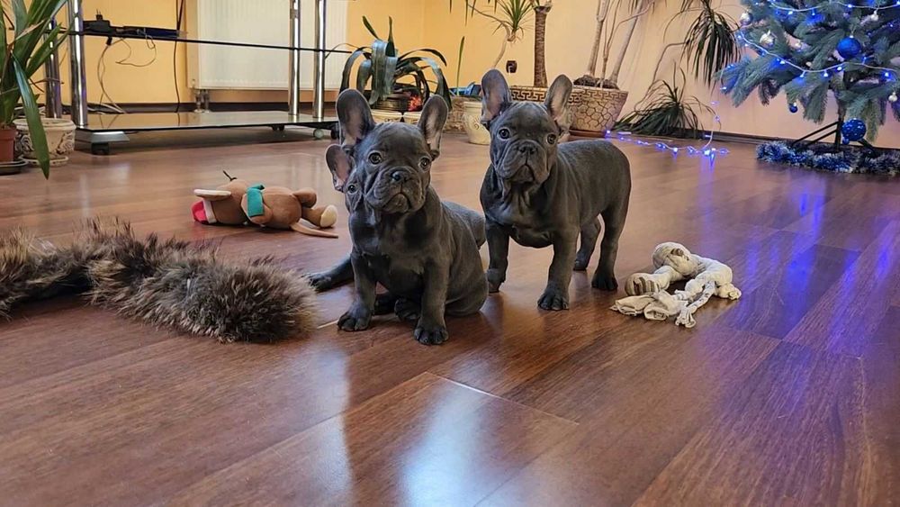 Французькі бульдожата