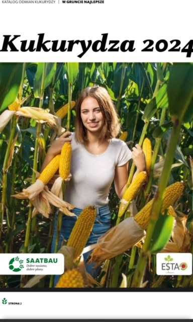 Kukurydza nasiona ROSOMAK Danubio