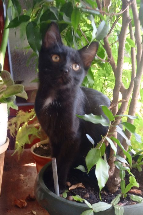 Котик Василек в любяшую родину