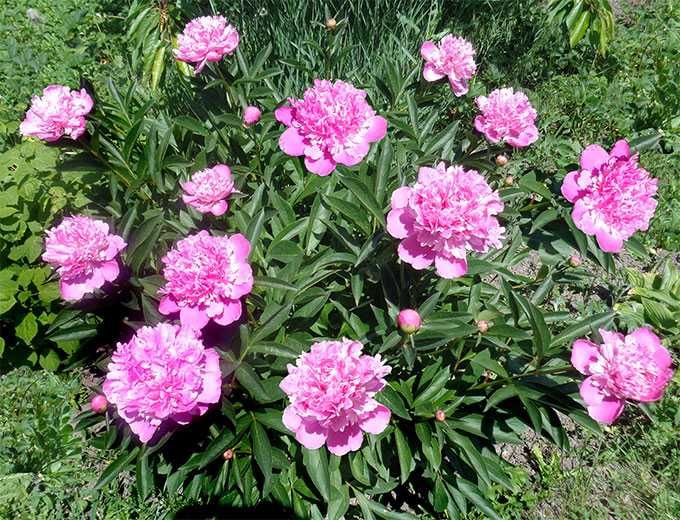 Кущові квіти Рожеві піони пион розовый