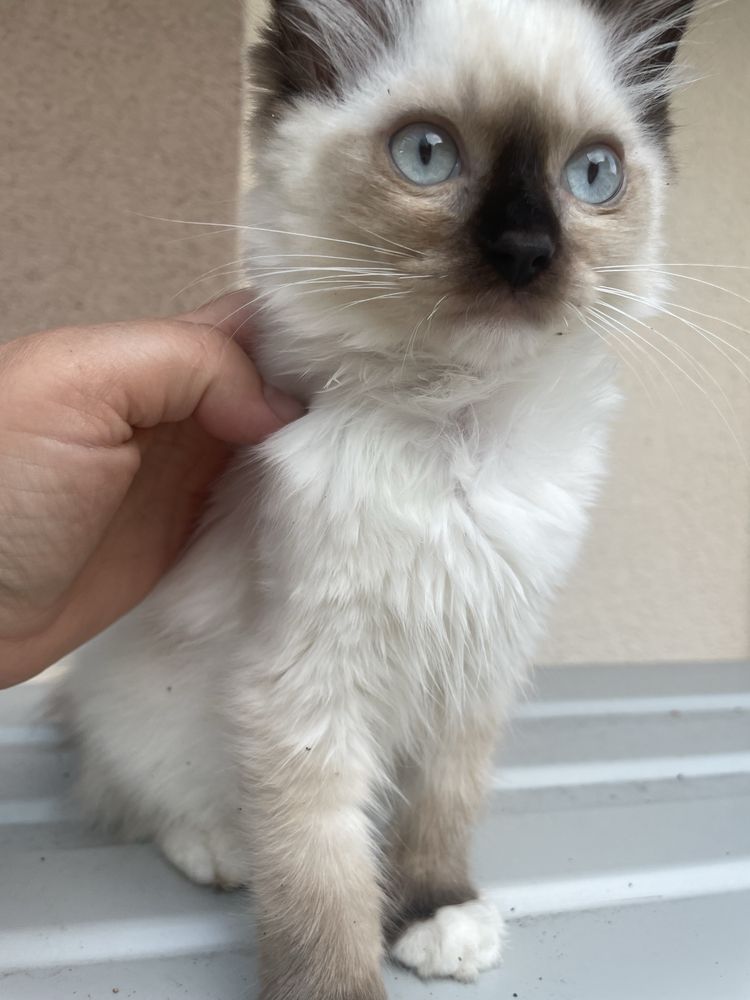 Kocurek i koteczka Ragdoll lub do hodowli