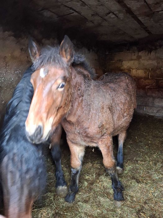 Do sprzedania klacz i źrebie