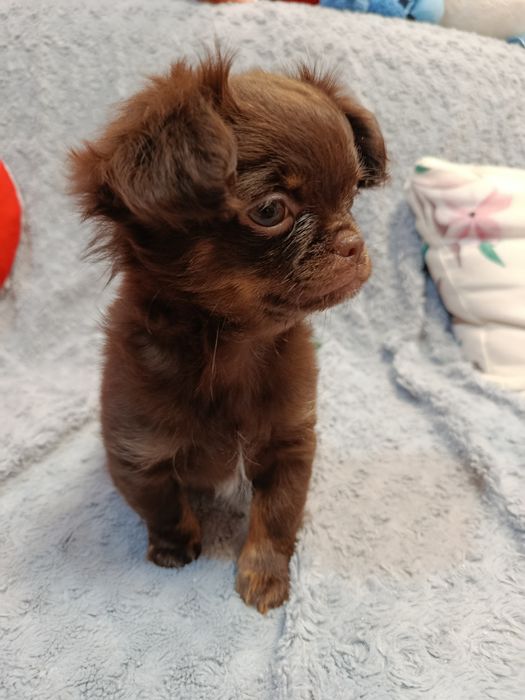 Чихуахуа довшерстна дівчинка