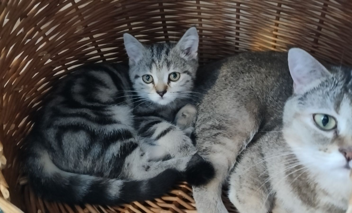 Kocurek brytyjski pręgowany Whiskas kocięta kotek