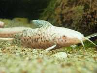 GB Kiryśnik czarnoplamy/złoty albinos(Megalechis thoracata) dowóz ryb!