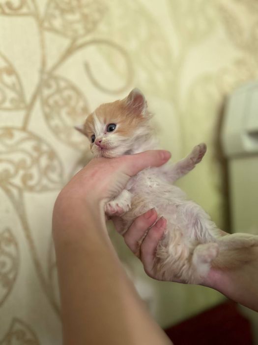 Киця безкоштовно