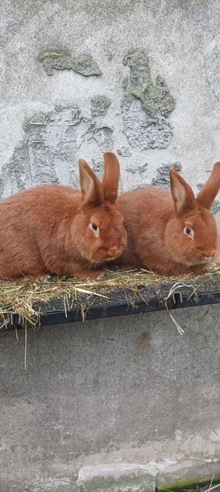 Króliki Nowozelandzkie Czerwone