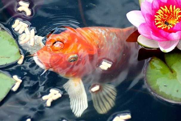 Корм для прудовых рыб Tetra Pond Sticks, KOI Sticks 4, 10, 25, 50L