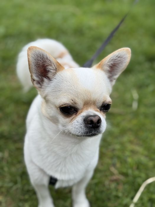 Вʼязка чихуахуа