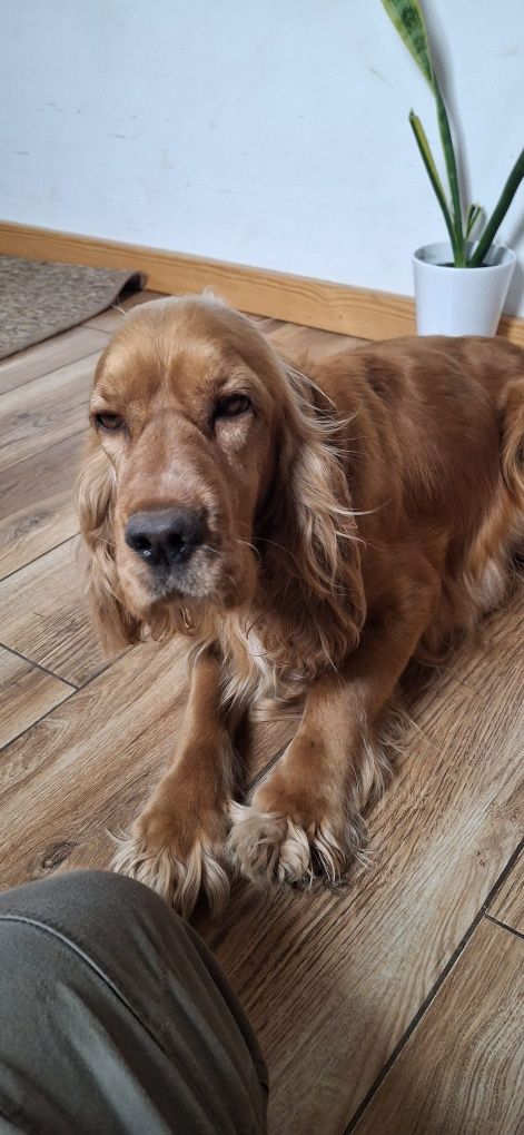 Cocer Spaniel szczeniak