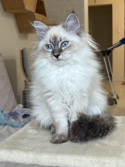 Draco - kocurek Neva Masquerade (Lavender Dreams*PL)