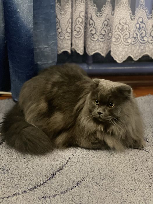 Котик в добрі руки