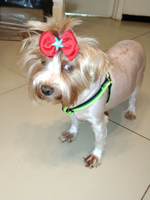 York goldust dorosła suczka