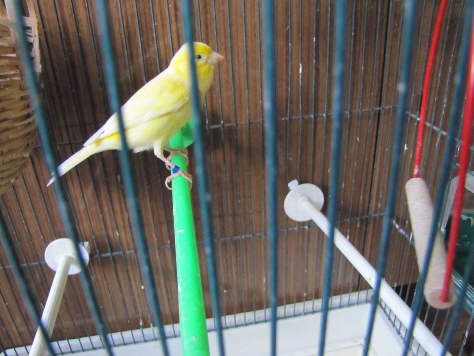 Kanarki śpiewające