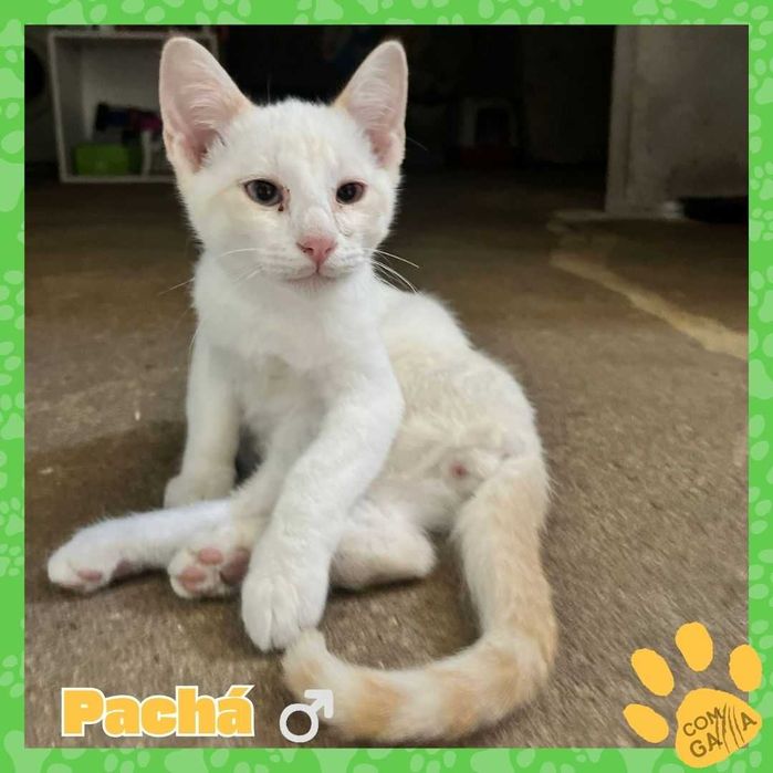Gatinhos para adoção - Sultão e Pachá