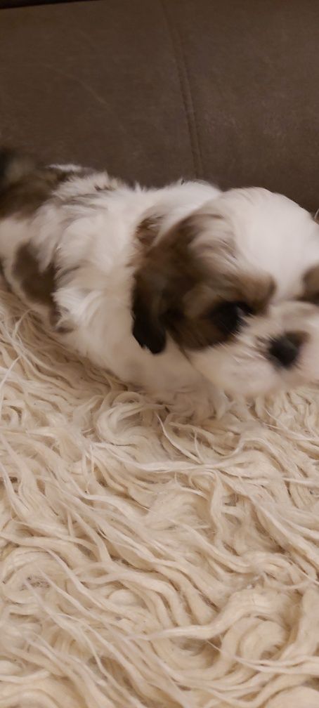 Shih Tzu śliczny piesek rodowodowy