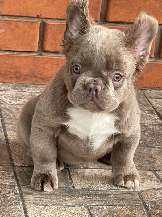 Красавица француженка флаффи Изабелла