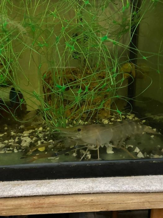 Креветка Розенберга