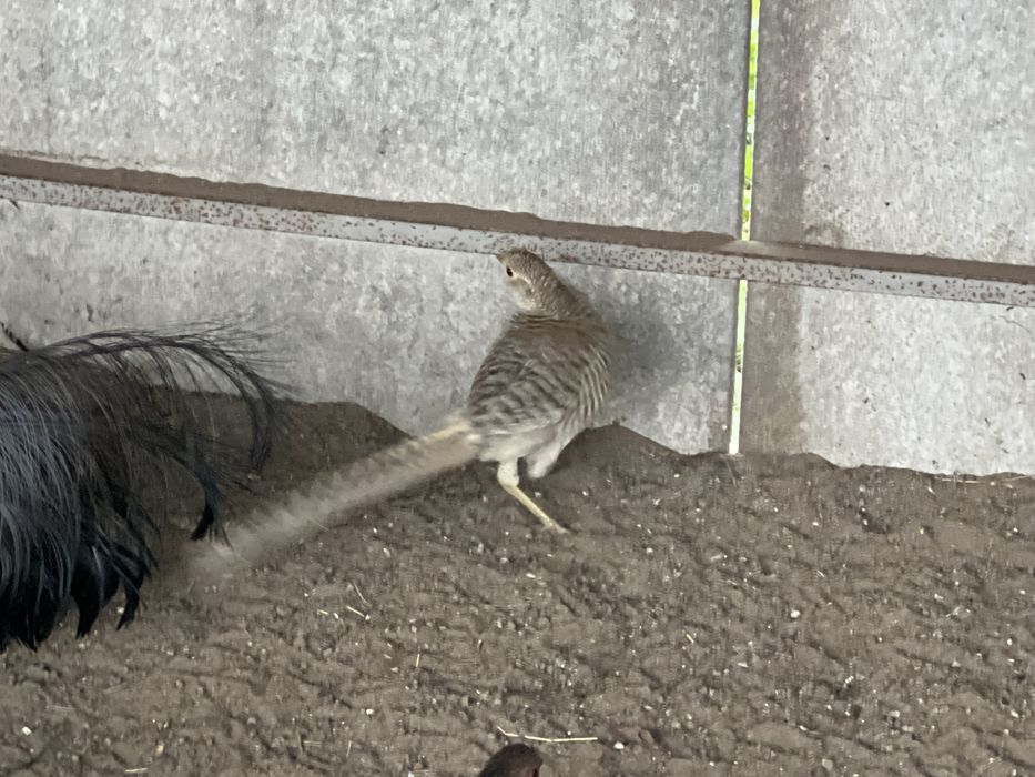 Самка/золотий лімонний жовтий фазан