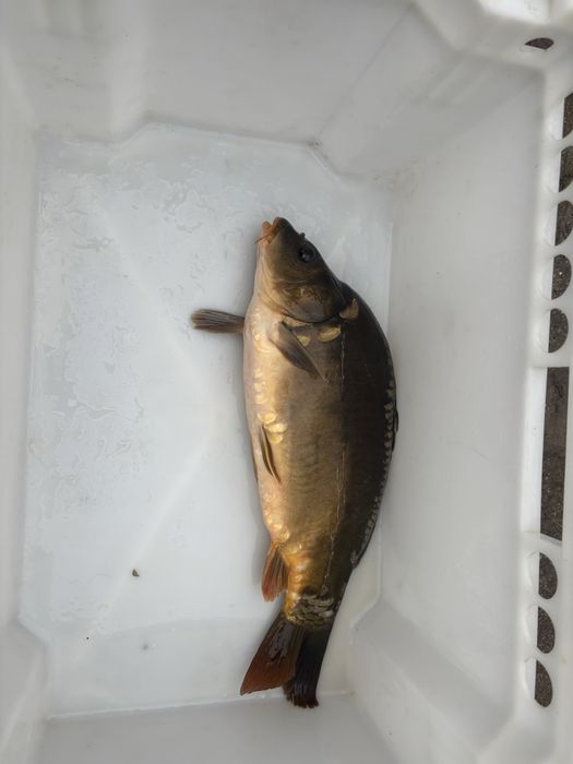 Karp,amur, lin , tołpyga , szczupak, sum , karaś , jesiotr