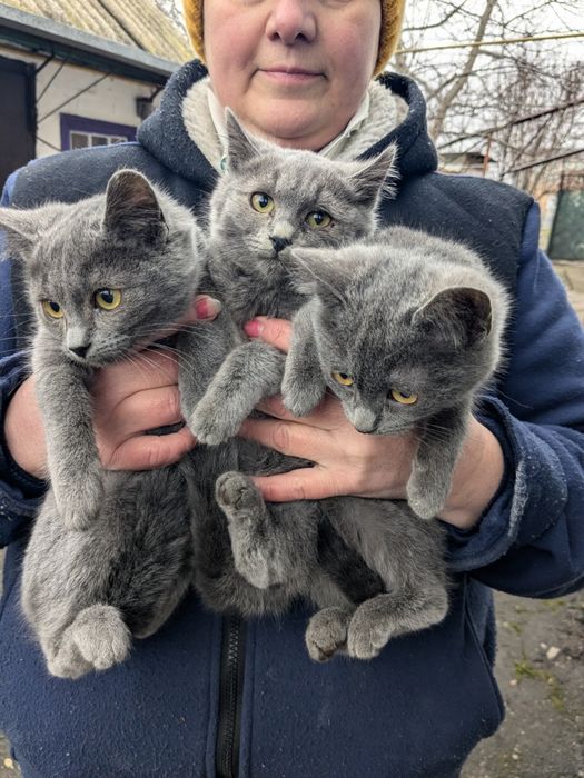 Кошенята метиси Меліса, Марта та М'ята шукають родини