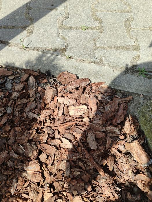 Witam, sprzedam korę sosnowa