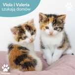 Kociaki do adopcji - Valeria i Viola szukają domów