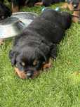 Rottweiler, szczeniak, piesek, ZKwP