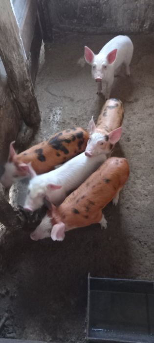 Поросята м'ясного напрямку