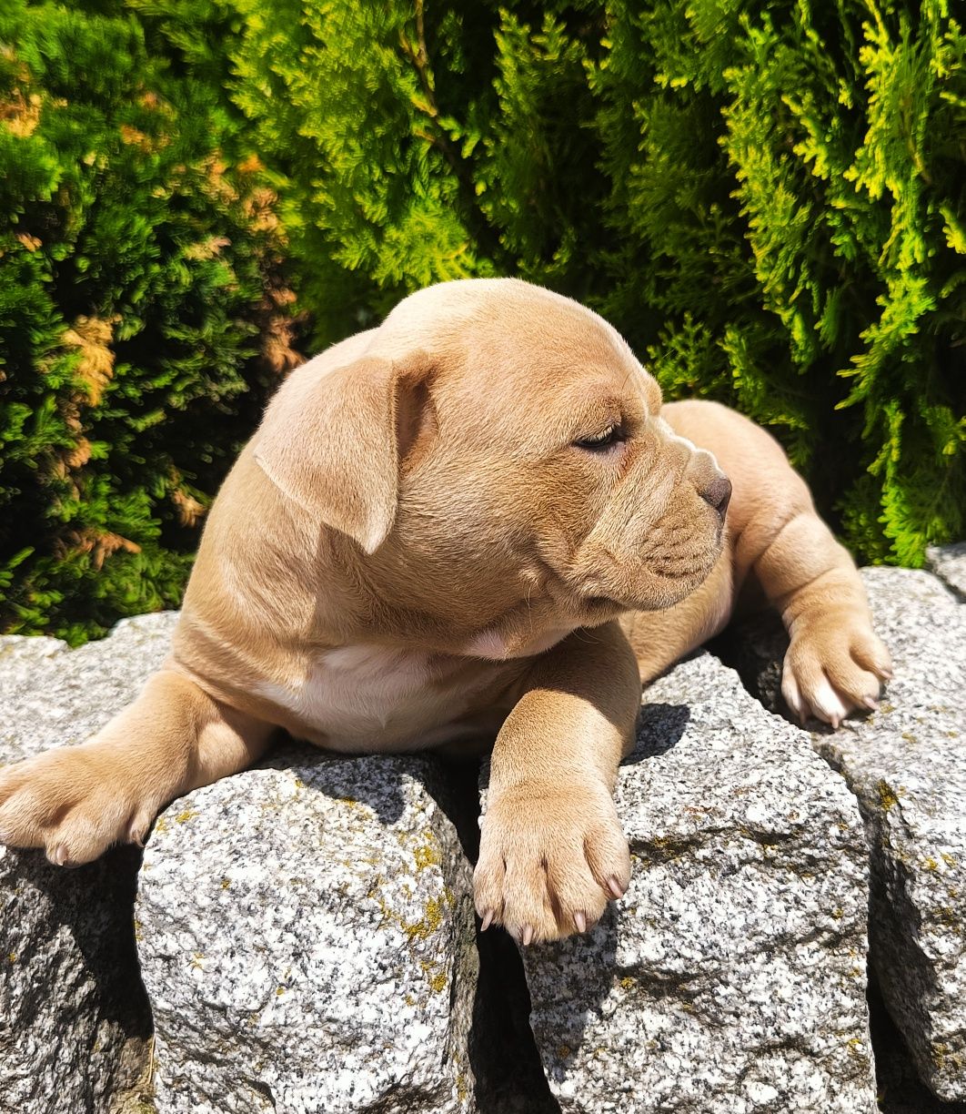 Sprzedam Pieska amerycan bully