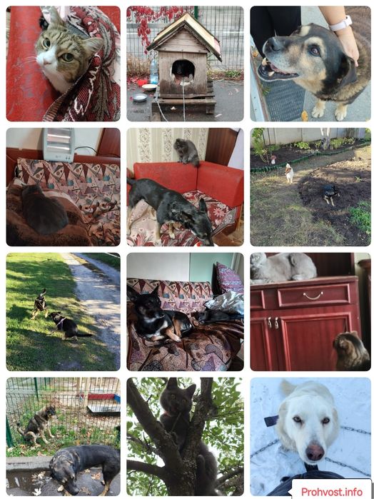 Потрібна допомога притулку Харків