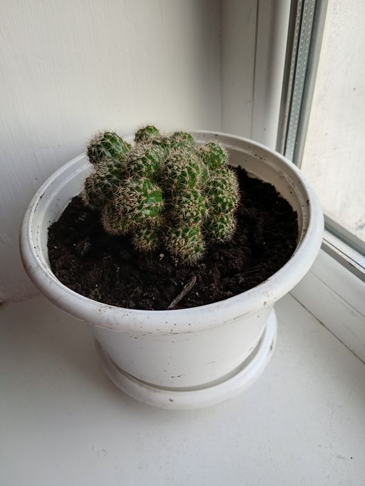 Кактуси з дітками