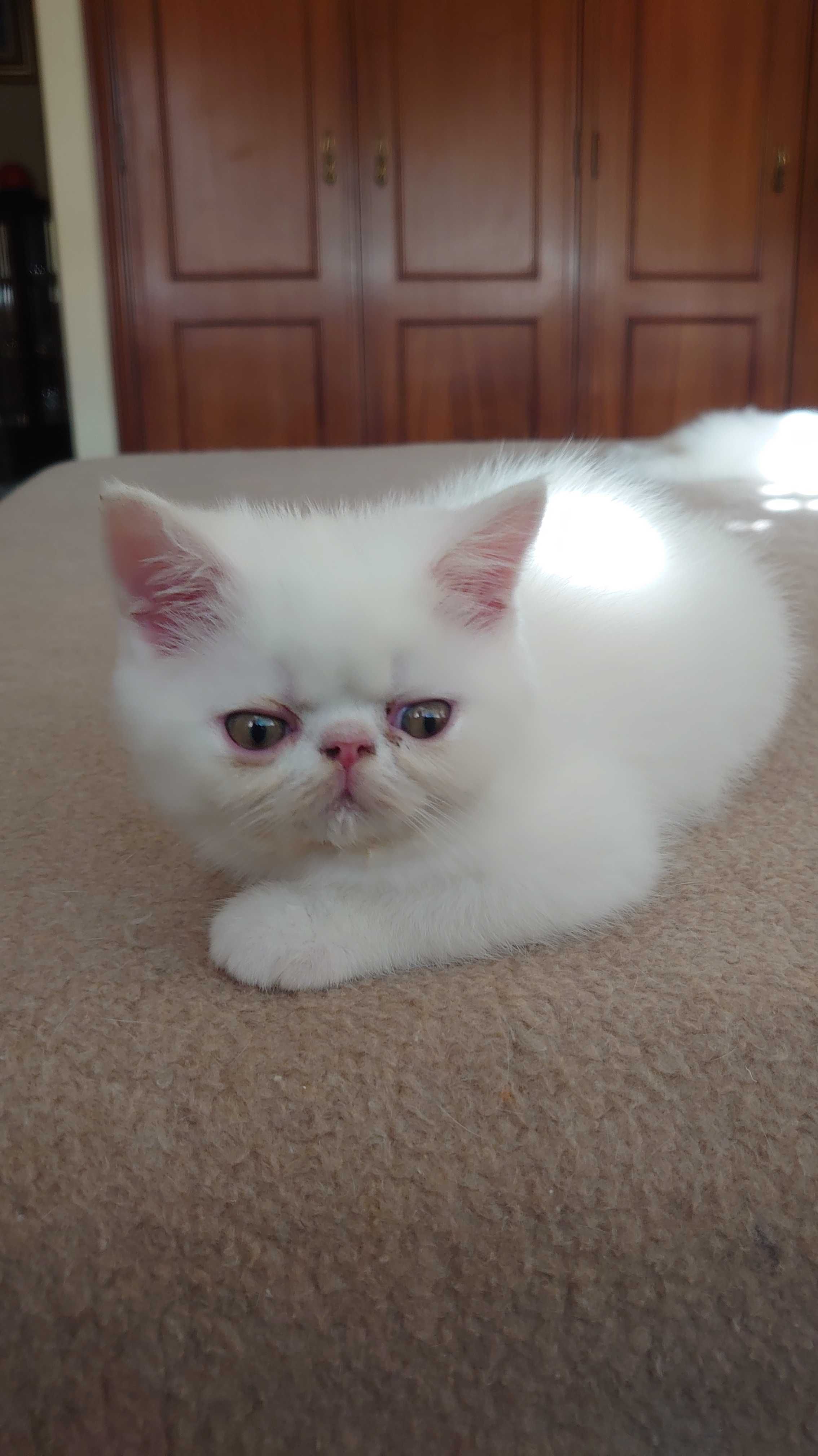 Gatinho Persa Exotico