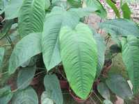 Anthurium cuspidatum - S