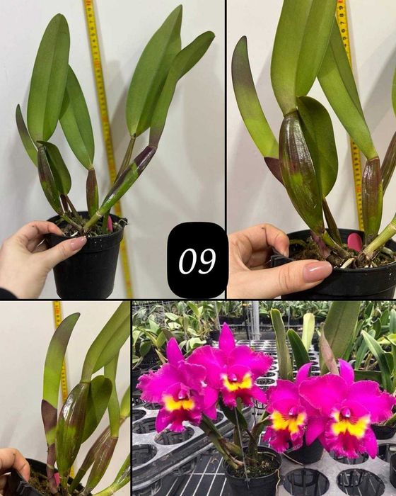 Продам - катлея крупноквіткова ароматна із Азії!