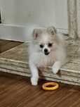 pomeranian, szpic miniaturowy  piękną mini sunia