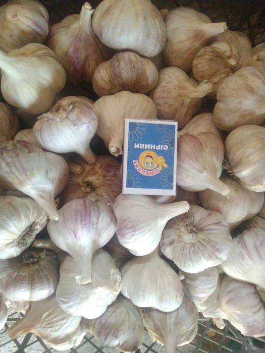 Продам чеснок, свой