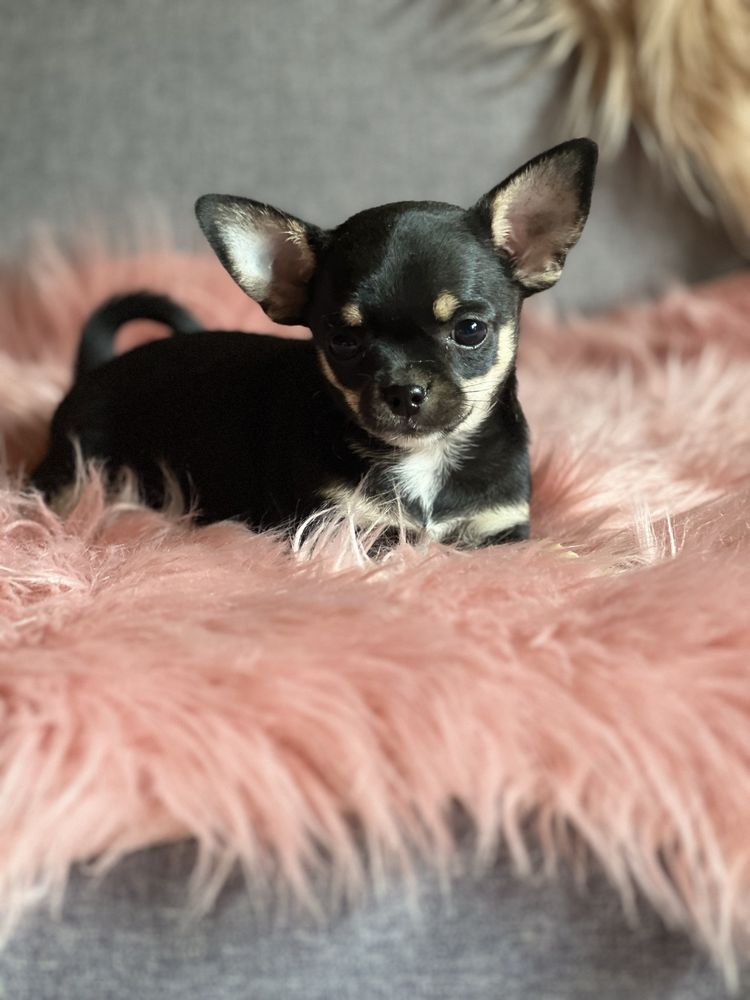 Chihuahua suczka
