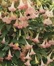 Brugmansia Datura różowa kpl 4szt