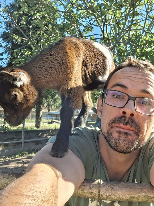 Cabritos anões muito bonitos e bem tratados,  desparasitados