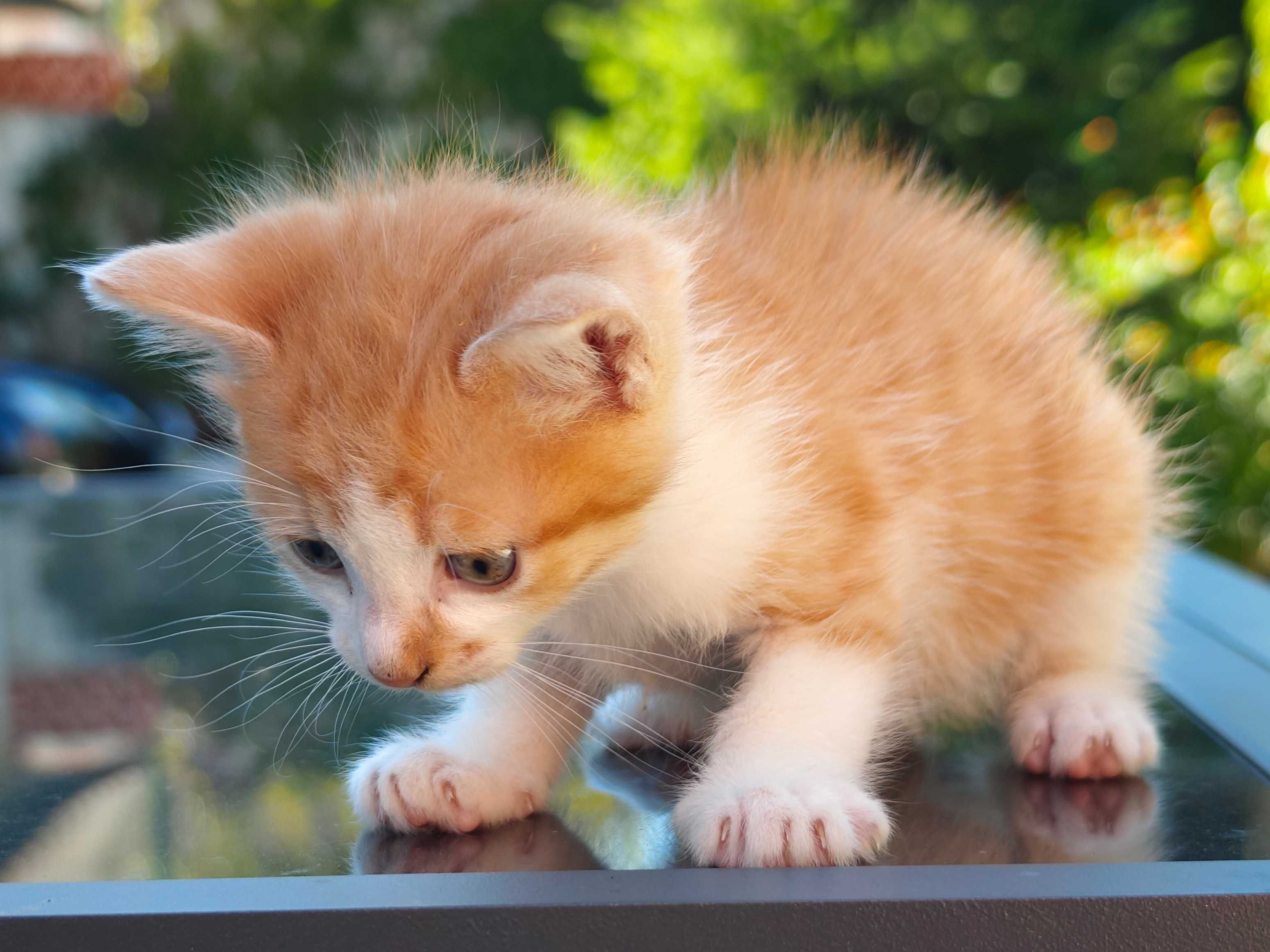Gatinho para adoção responsável