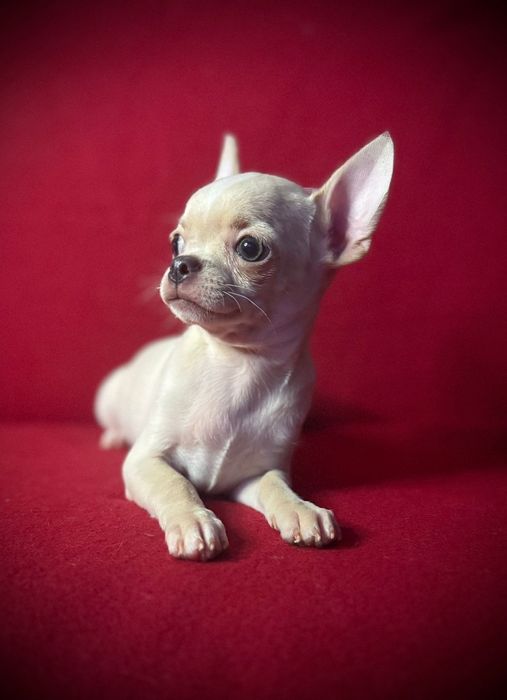 Chihuahua piesek z rodowodem chi