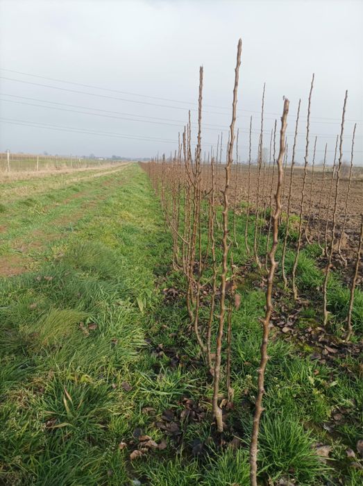 Gruszka konferencja  pigwa S1