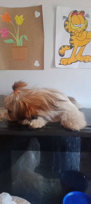 Shih-tzu macho porte mini,  com LOP