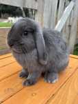 Królik baranek karzelek /mini lop niebieski