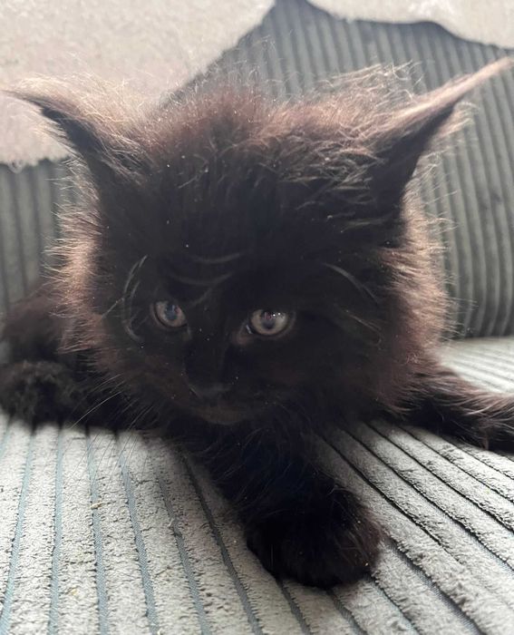 Kocurek Maine Coon czarny n linia shaded